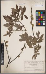 Foto von Salix cinerea L.